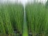 Equisetum japonicum (Japán zsurló) -A SZOKÁSOSTÓL KISEBB NÖVÉNYEK! -