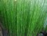Equisetum japonicum (Japán zsurló) -A SZOKÁSOSTÓL KISEBB NÖVÉNYEK! -