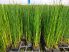 Equisetum japonicum (Japán zsurló) 