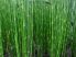 Equisetum japonicum (Japán zsurló) -A SZOKÁSOSTÓL KISEBB NÖVÉNYEK! -
