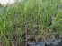 Equisetum japonicum (Japán zsurló) -A SZOKÁSOSTÓL KISEBB NÖVÉNYEK! -