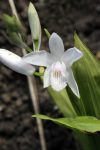   Bletilla striata 'Alba' (Jácintorchidea, fehér virágú) - BIMBÓS! -