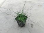   Juncus filiformis "Spiralis" (Csavart levelű békaszittyó)