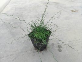 Juncus filiformis "Spiralis" (Csavart levelű békaszittyó)
