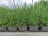 Juncus filiformis "Spiralis" (Csavart levelű békaszittyó)