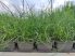 Juncus filiformis "Spiralis" (Csavart levelű békaszittyó)