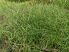 Juncus filiformis "Spiralis" (Csavart levelű békaszittyó)