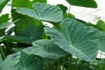   Colocasia esculenta (Elefántfül, táró)  - NEM TÉLÁLLÓ! - GUMÓ - 2026. 05.01.-TŐL ÚJRA -