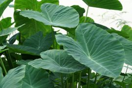 Colocasia esculenta (Elefántfül, táró)  - NEM TÉLÁLLÓ! - GUMÓ - 2026. 05.01.-TŐL ÚJRA -