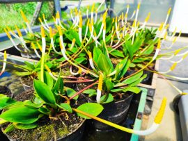 Orontium aquaticum (Vízi kontyvirág) 