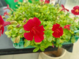 Mimulus cupreus 'Red emperor' (Piros bohócvirág) 