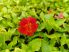 Mimulus cupreus 'Red emperor' (Piros bohócvirág) 