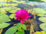   Nymphaea 'Bull's eye' (Trópusi tündérrózsa)