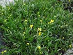   Ranunculus flammula (Békaboglárka)   - MÁJUS ELEJÉTŐL! -