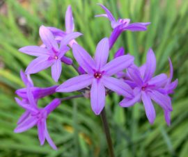 Tulbaghia violacea (Fokföldi csillagvirág, Vízihagyma)