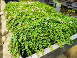 Anagallis tenella (Lápi tikszem) - MÁJUS VÉGÉTŐL!