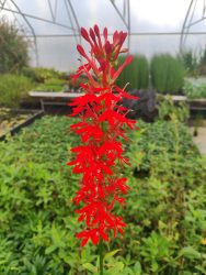 Lobelia cardinalis (Tűzpiros lobélia)