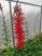 Lobelia cardinalis (Tűzpiros lobélia)