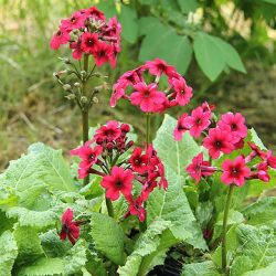 Primula japonica 'Miller's Crimson' 