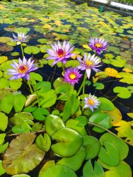 Nymphaea 'Rhonda kay' (Trópusi tündérrózsa) - GUMÓ! -