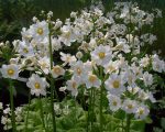   Primula japonica 'Alba' (Japán kankalin, fehér virágú) 