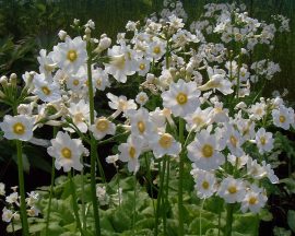 Primula japonica 'Alba' (Japán kankalin, fehér virágú) 