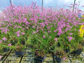Lychnis flos-cuculi (Réti kakukkszegfű) 