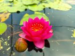 Nymphaea 'James Brydon' (Tavirózsa)