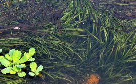 Vallisneria gigantea (Óriás valiznéria) - 50-70 cm - 20 DARAB! -   - MÁJUS KÖZEPÉTŐL -