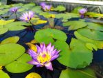  Nymphaea 'King of the Blues' (Trópusi tavirózsa) 