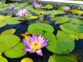 Nymphaea 'King of the Blues' (Trópusi tavirózsa) 