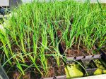   Carex acutiformis (Mocsári sás) - 50 %-OSAN BEGYÖKERESEDVE!