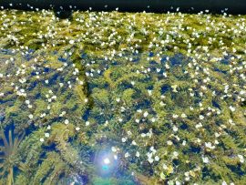 Elodea densa (Argentin átokhínár) -50-60 szál- 10 KÖTEG!   - VÁRHATÓAN JÚNIUSTÓL -