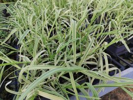 Glyceria maxima variegata (Tarkalevelű vízi harmatkása) 