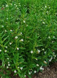 Gratiola officinalis (Csikorgófű)