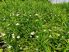 Gratiola officinalis (Csikorgófű)