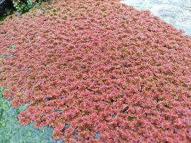 Azolla mexicana (Mexikói moszatpáfrány) Azolla mexicana (Mexikói moszatpáfrány)