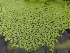 Lemna minor (Apró békalencse) Lemna minor (Apró békalencse)