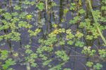 Marsilea crenata (Mételyfű)  - MÁJUS VÉGÉTŐL -