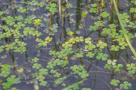Marsilea crenata (Mételyfű)  - MÁJUS VÉGÉTŐL -