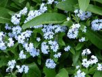Myosotis palustris (Mocsári nefelejcs)  