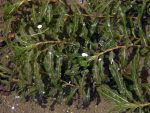 Potamogeton crispus (Bodros békaszőlő) 5-6 szál