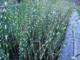 Scirpus tabernaemontani 'Zebrinus' (Zebrakáka) - 50 %-OSAN BEGYÖKERESEDVE! -