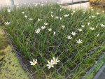   Zephyranthes candida (Hófehér zefírvirág) - NEM TÉLÁLLÓ - 